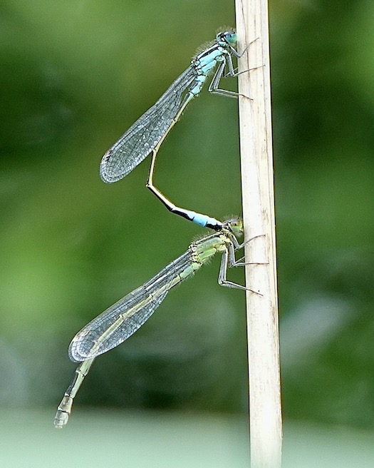 blue-tailed damselflies
